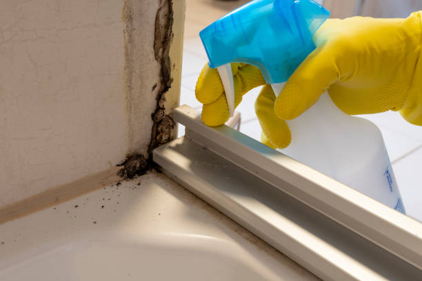 Best HVAC Mold Remediation in Bristol, IN